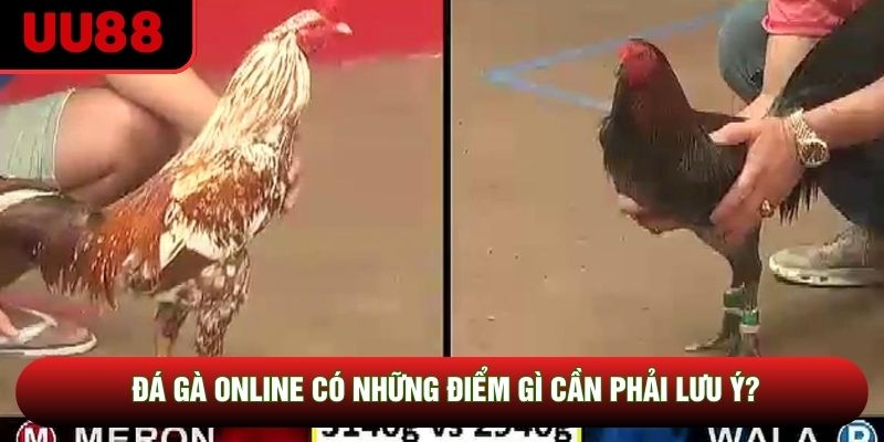 Đá gà online có những điểm gì cần phải lưu ý? Đá gà online có những điểm gì cần phải lưu ý?
