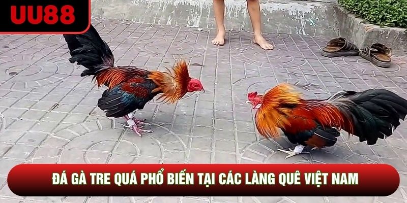 Đá gà tre quá phổ biến tại các làng quê Việt Nam Đá gà tre quá phổ biến tại các làng quê Việt Nam