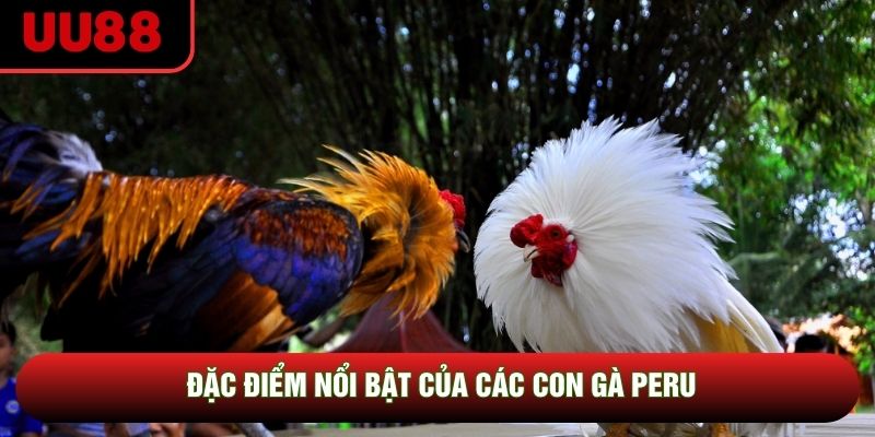 Đặc điểm nổi bật của các con gà Peru Đặc điểm nổi bật của các con gà Peru
