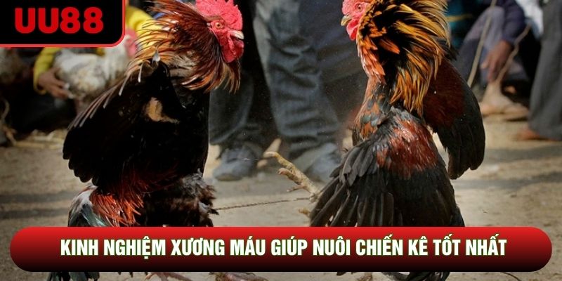 Kinh nghiệm xương máu giúp nuôi chiến kê tốt nhất Kinh nghiệm xương máu giúp nuôi chiến kê tốt nhất