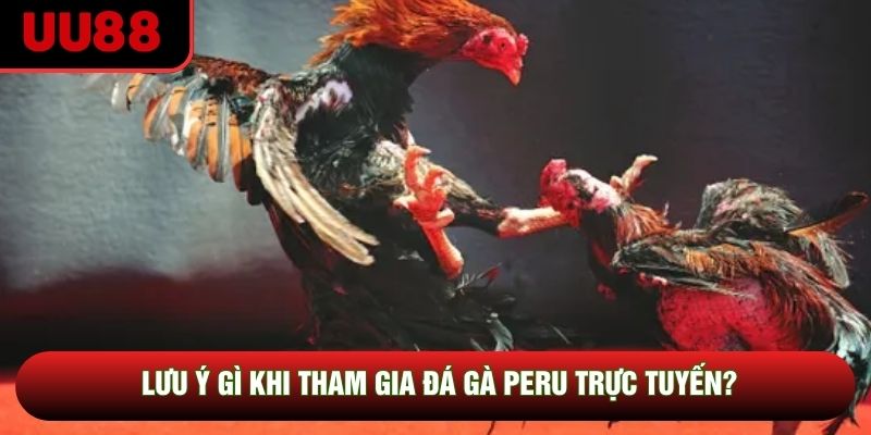 Lưu ý gì khi tham gia đá gà Peru trực tuyến? Lưu ý gì khi tham gia đá gà Peru trực tuyến?