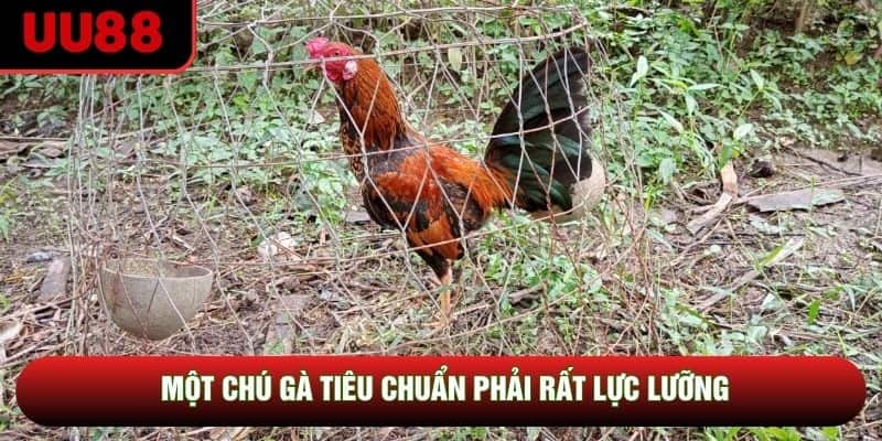 Một chú gà tiêu chuẩn phải rất lực lưỡng Một chú gà tiêu chuẩn phải rất lực lưỡng